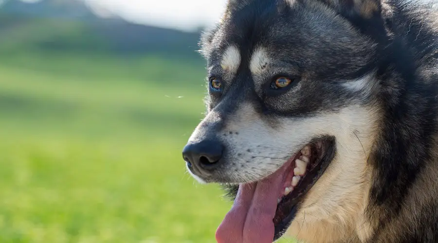 Shepskky gerberiano