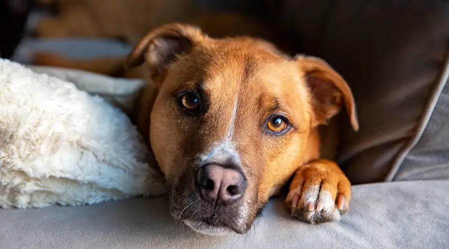 Mezcla de Ridgeback alemán