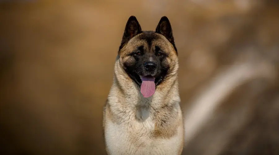 shepkita