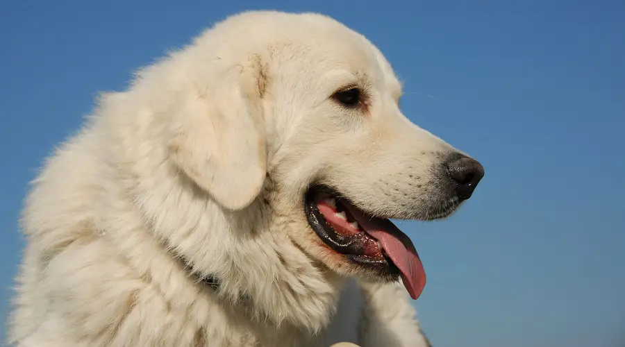 Labrador de los Grandes Pirineos siendo entrenado