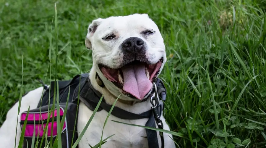 Pitbull blanco en hierba