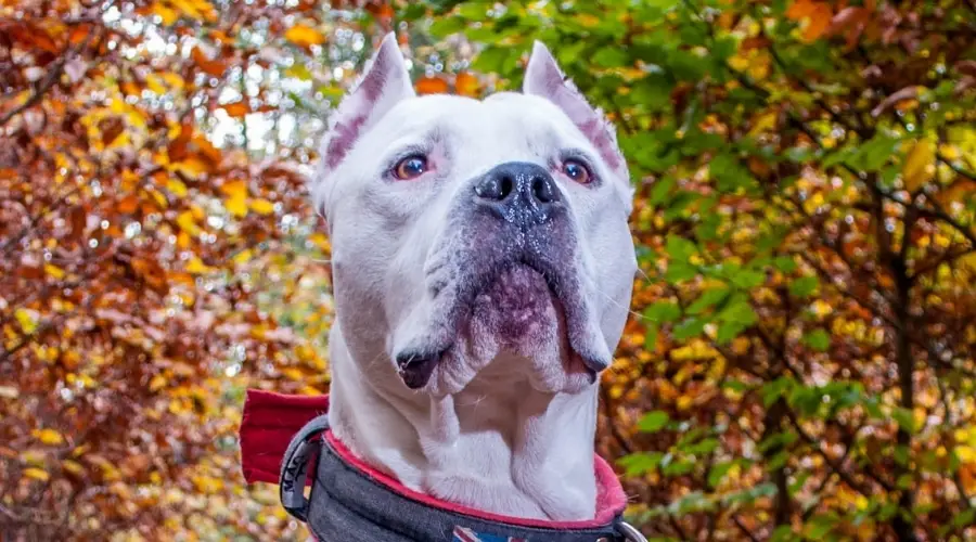 Pitbull blanco con orejas recortadas