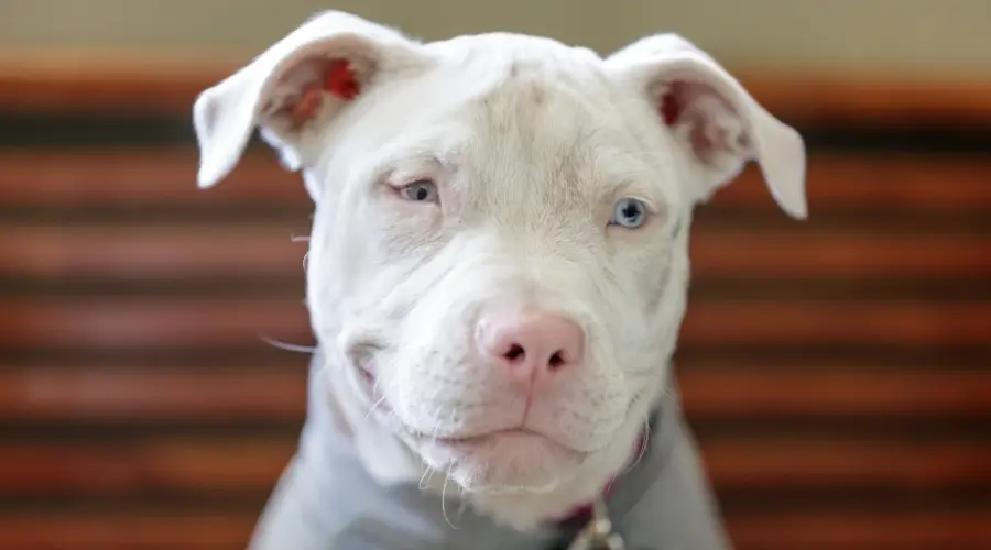 Albino pitbull terrier