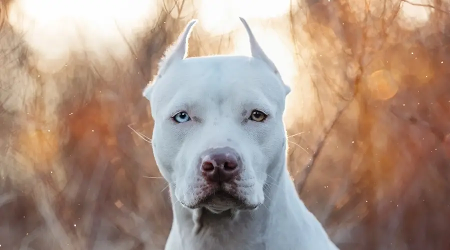 Pitbull blanco afuera con orejas recortadas