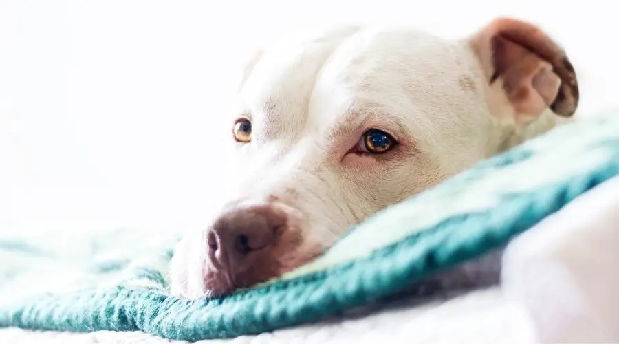 Pitbull blanco sano en el sofá