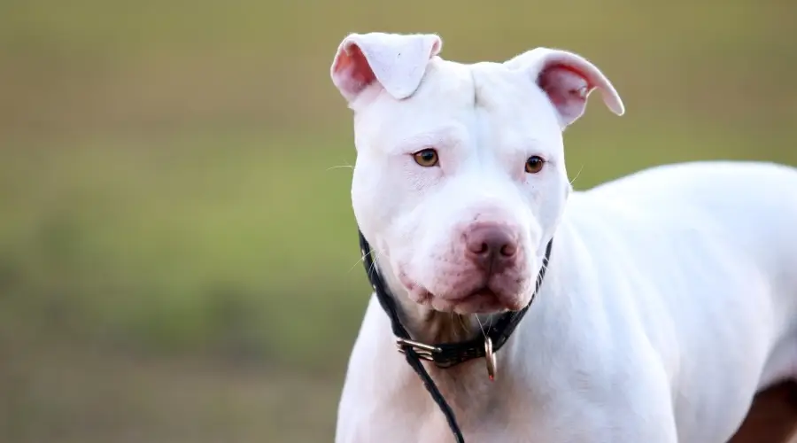 Pitbull con bata blanca haciendo ejercicio al aire libre