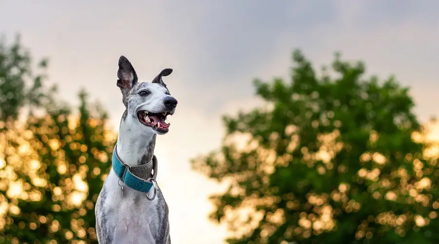 Whippet gris