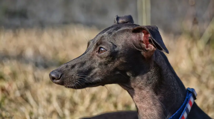 Whippet italiano