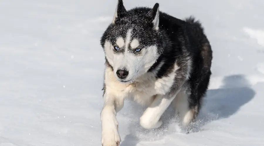 Husky siberiano