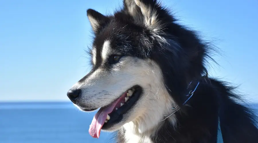 Mezcla de husky y malamute de Alaska