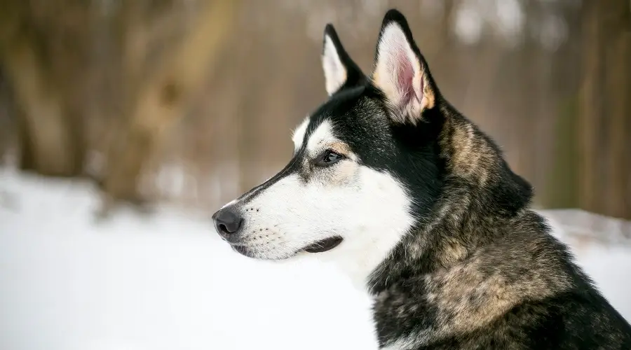 Mezcla de husky siberiano y malamute de Alaska