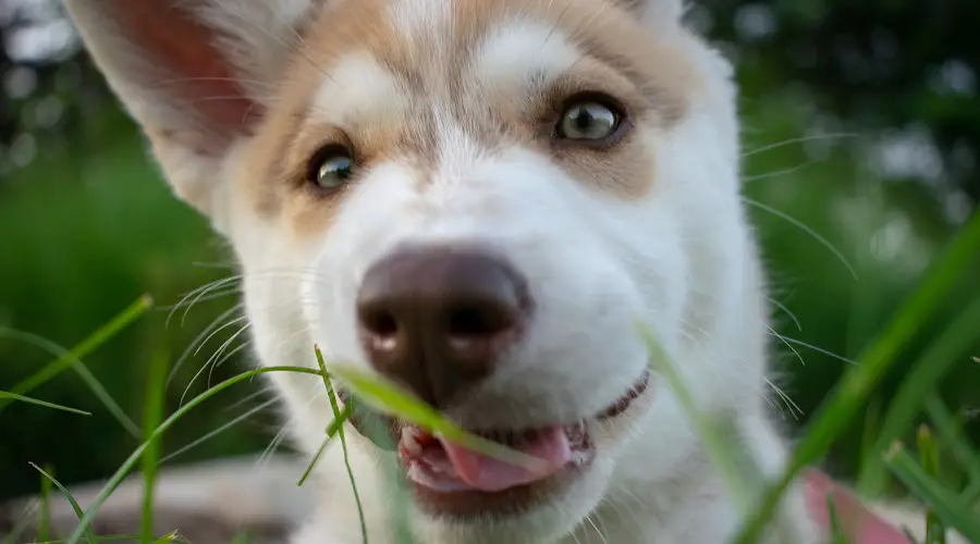 Cachorros Alusky