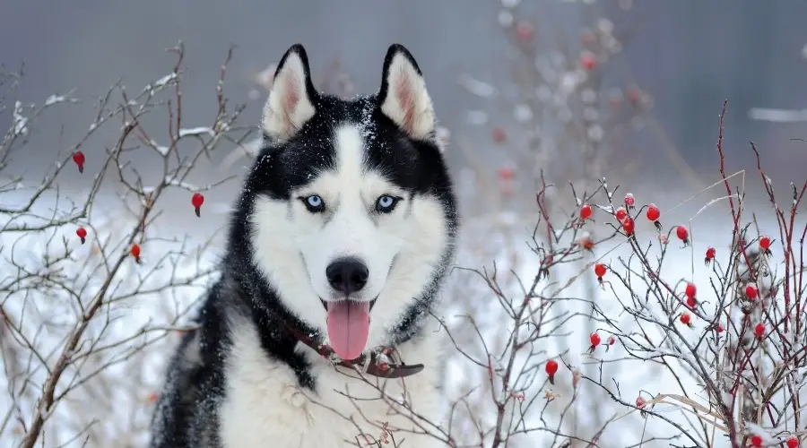 Perro en árboles con frutos rojos