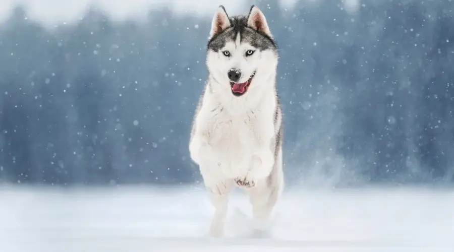 Husky haciendo ejercicio