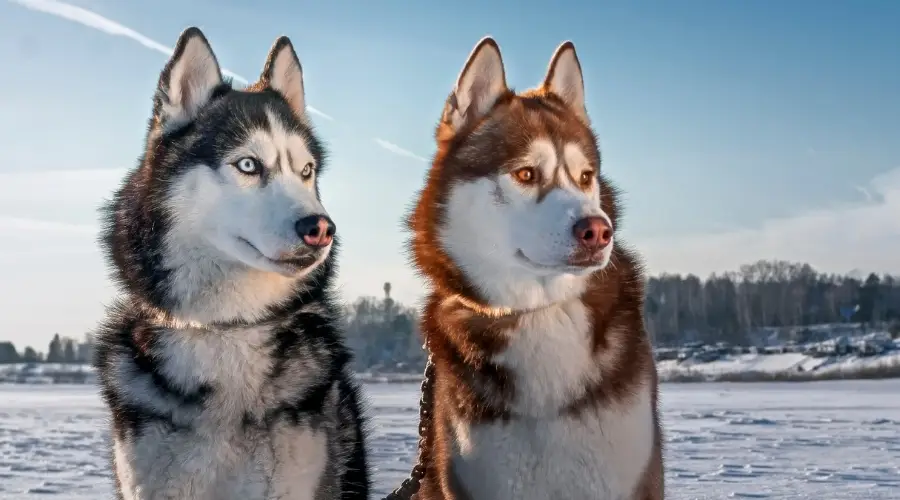 Dos perros de diferentes colores