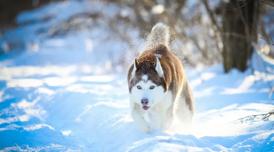 Perro sano jugando en la nieve