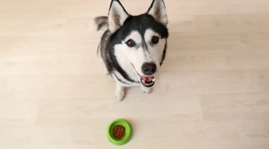 Husky esperando comida