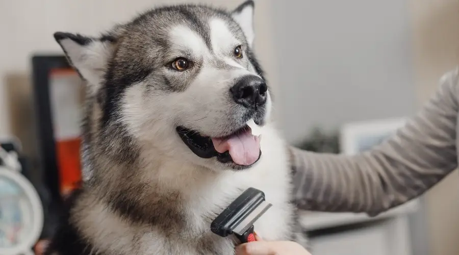 Husky siendo deshecho