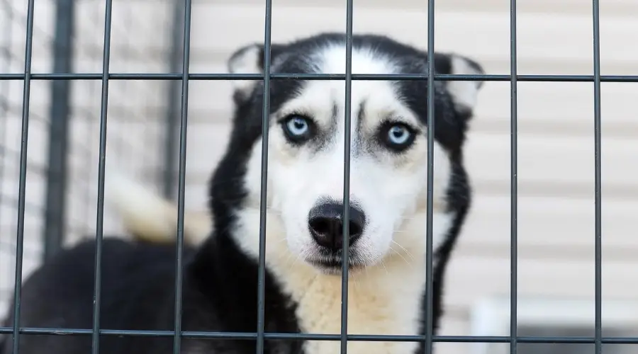 Perro Husky en perrera de rescate