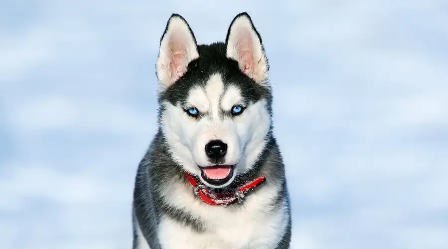 Cachorro jugando en la nieve