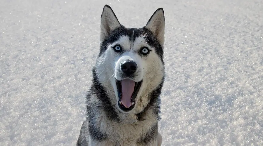 Husky siberiano