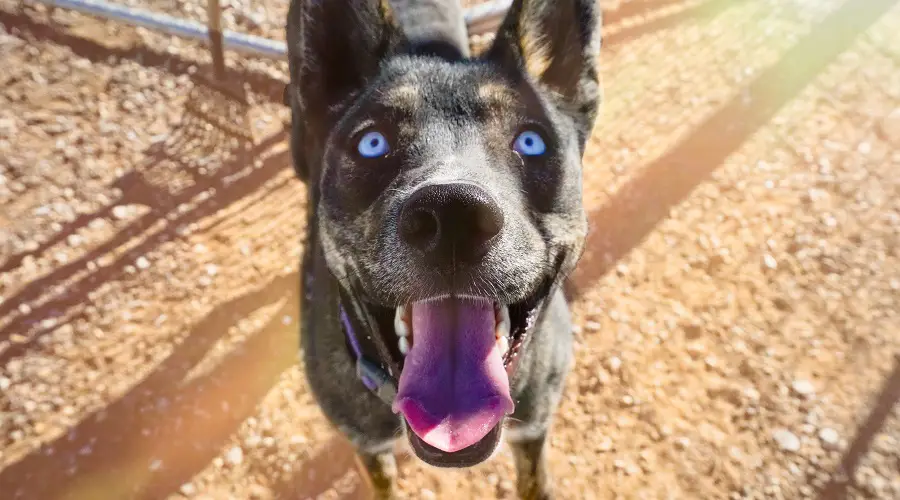 Temperamento del Husky Doberman