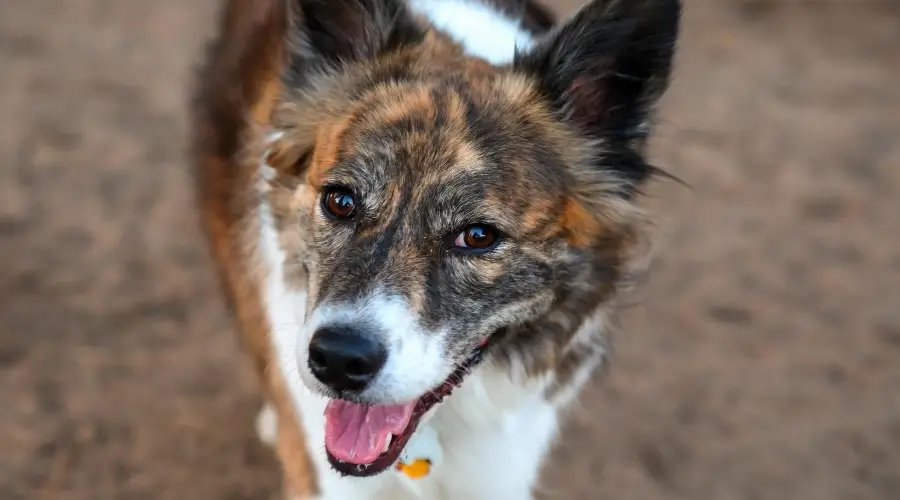 Perro Heeler australiano