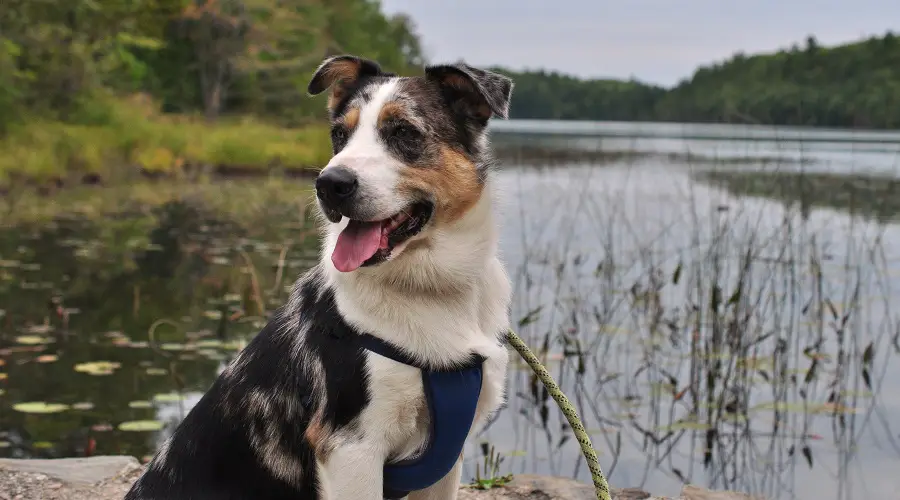 Necesidades de formación del australiano Heeler