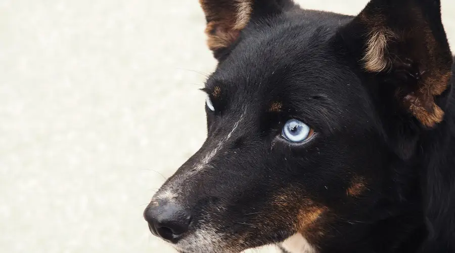 Abrigo con tacón azul australiano