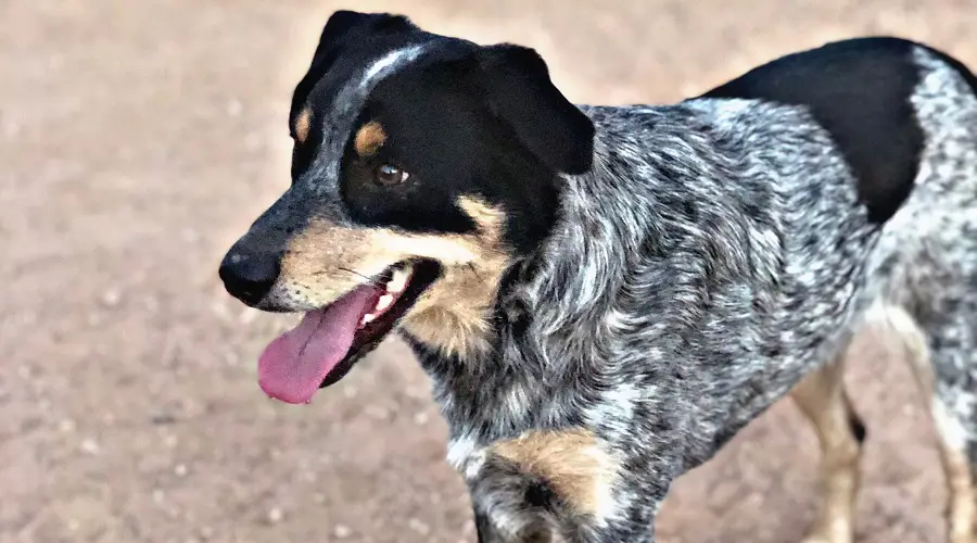 Necesidades nutricionales Aussie Heeler