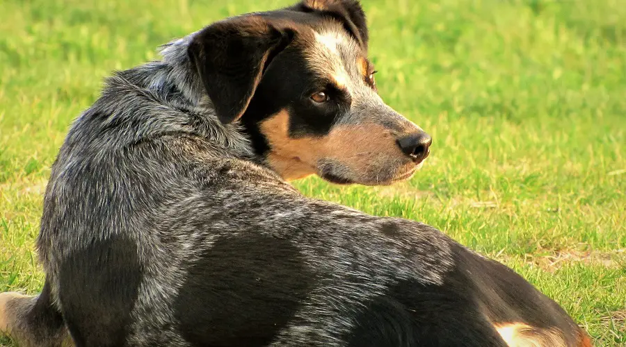 Salud de la mezcla del pastor australiano Blue Heeler