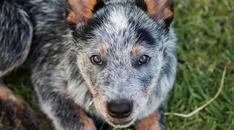 Cachorros de pastor australiano blue heeler