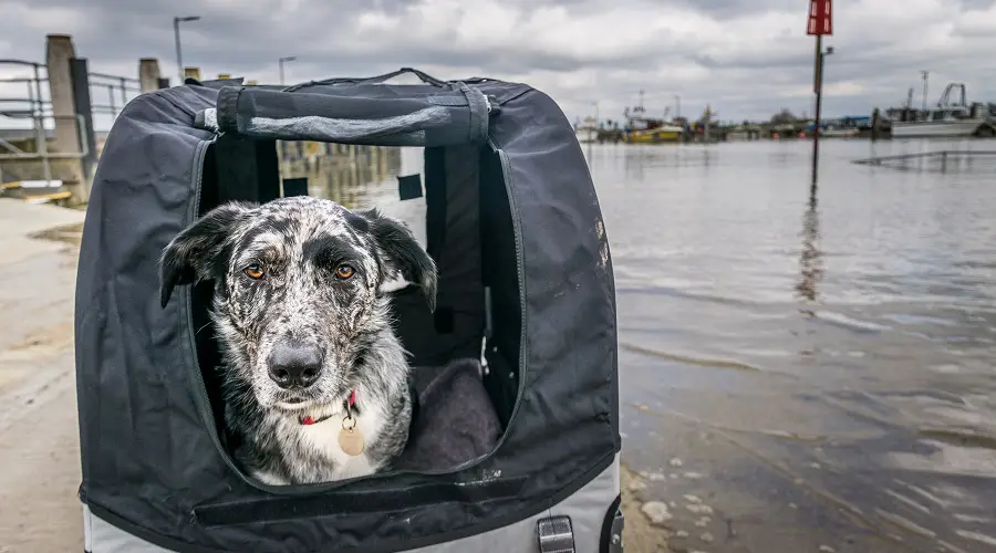 Aseo australiano Heeler