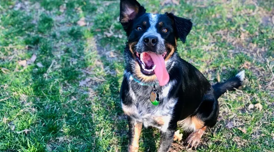 Cachorro Heeler australiano