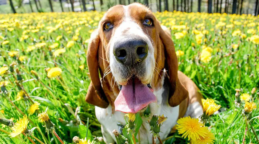 Basset Hound, la raza de perro más tonta