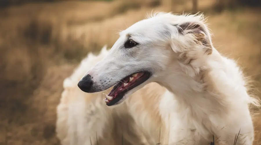 Raza de perro tonto Borzoi