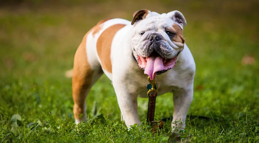 Raza de perro tonto bulldog inglés