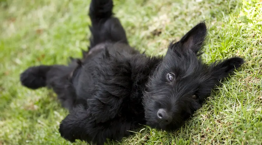 terrier escocés