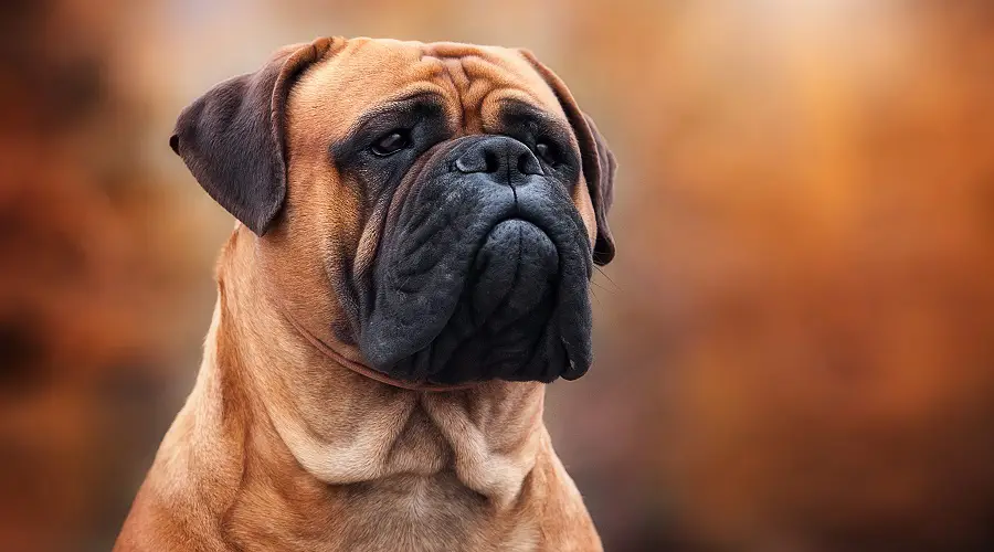 bullmastiff