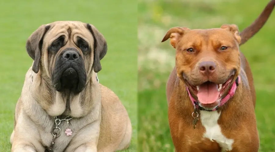 Diferencias y similitudes en la apariencia de Mastiff versus Pitbull