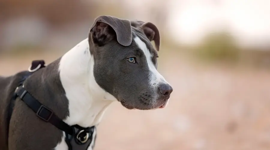 Pitbull activo al aire libre