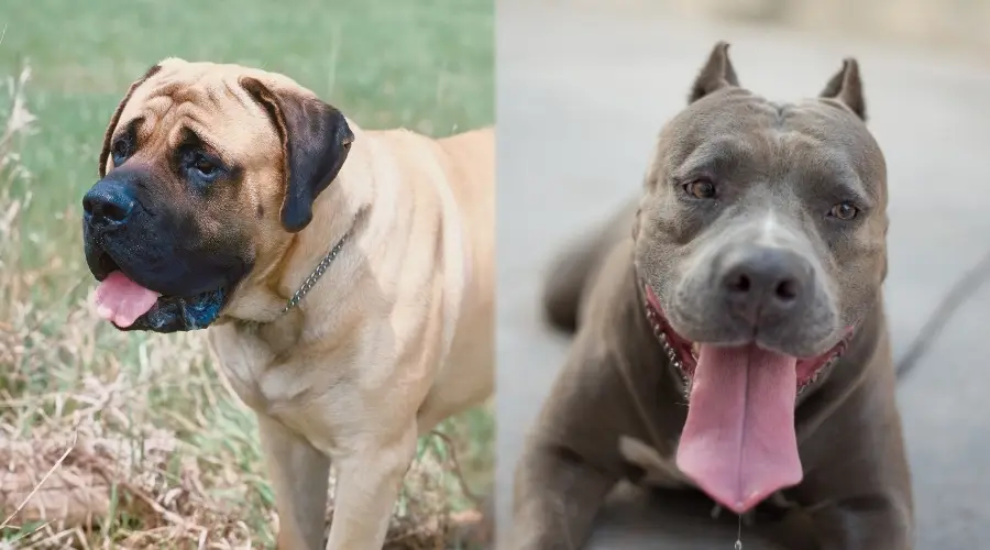 Mastín sano y pitbull sano