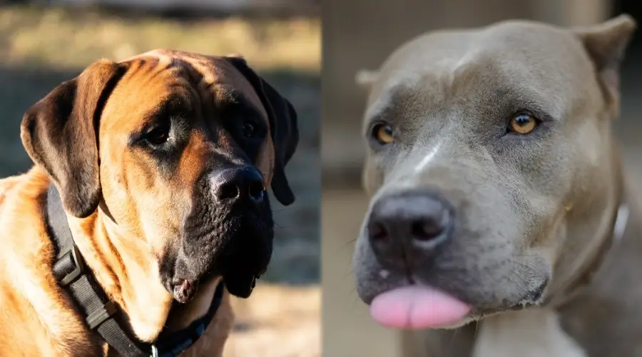 Mastín y Pitbull en entrenamiento