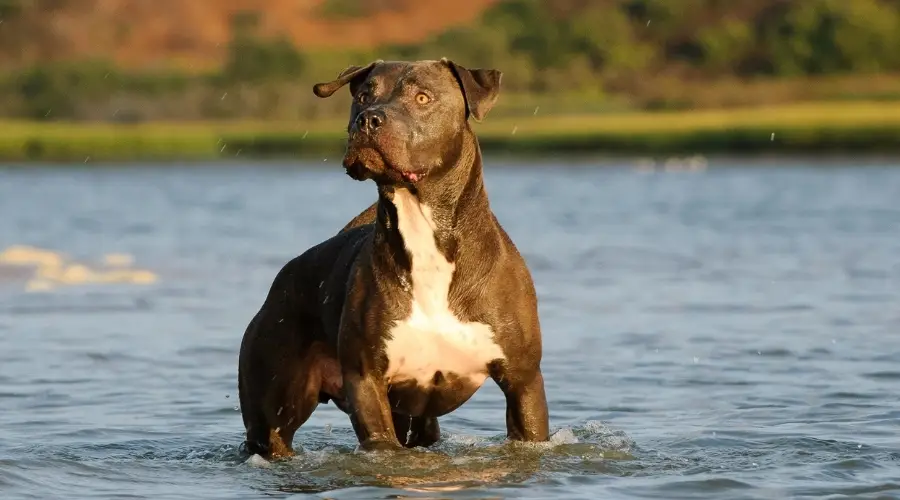 Pitbull de nariz azul en agua