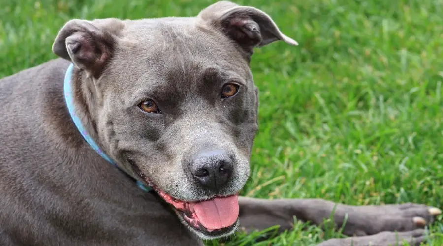 Pitbull de nariz azul tendido sobre el césped