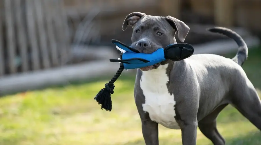 Perro con juguete en la boca