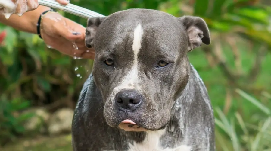 Bañando a Pitbull Terrier