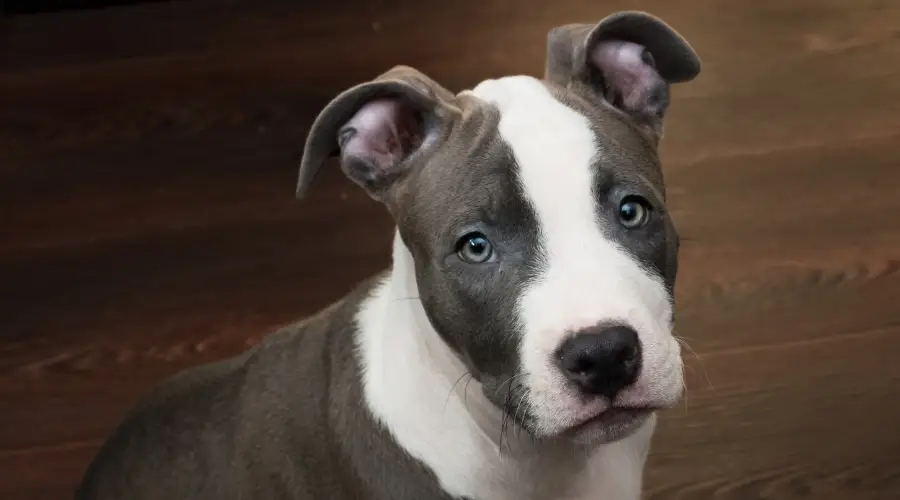 Cachorro con pelaje blanco y azul