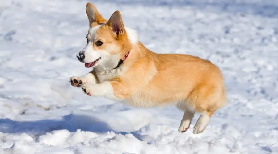 Pembroke Corgi en la nieve