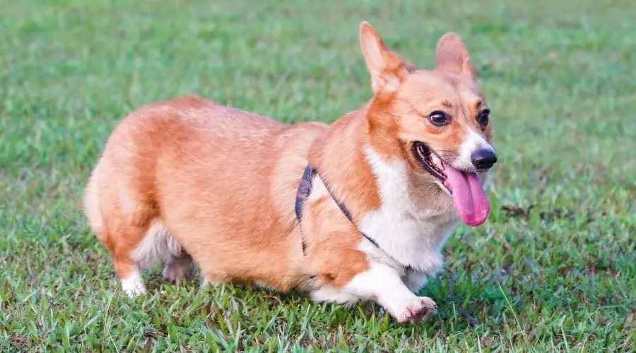 Perro pequeño corriendo afuera en la hierba